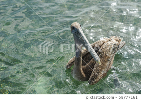 Coarse Pelican 58777161