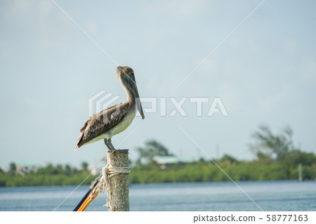 Coarse Pelican 58777163