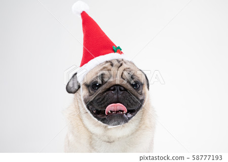 Adorable Pug wearing santa hat in christmas day ready to celebrated with owner on grey background,Christmas and New year concept Adorable Pug wearing santa hat in christmas day ready to celebrated with owner on grey background,Christmas and New year concept 58777193
