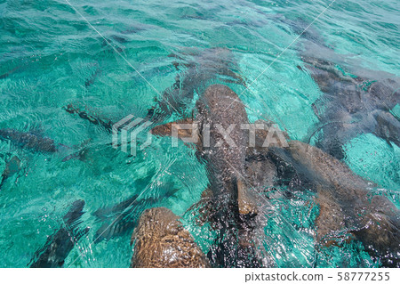 Little Shark 58777255