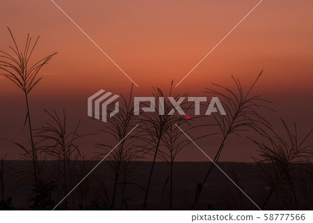 Susuki and the sunset 58777566