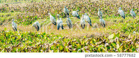 Indian black ibis, species of water bird. 58777682
