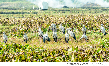 Indian black ibis water bird, spotted in a pond 58777683