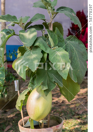 Gourds fruits (Cucurbitaceae) flowering plant.  58778197
