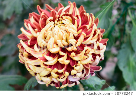 Chrysanthemums also called mums or chrysanths 58778247