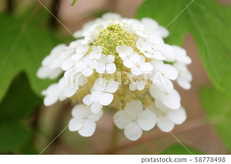 Kashiwaba繡球花 58778498