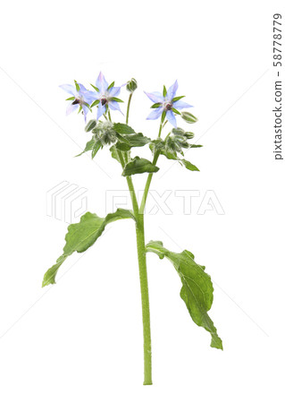 Borough of flowers 58778779