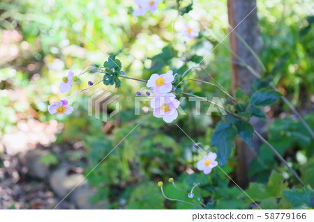 Shuigayuki花 Shuigayuki花 58779166