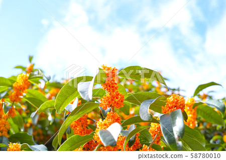 Kinmosei autumn image 58780010