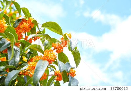 Kinmosei秋天的圖像 58780013