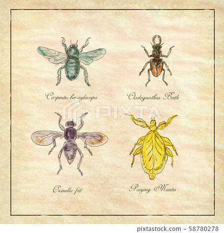 Carpenter Bee, Beetle, Oscinella Frit and Praying 58780278