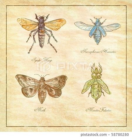 Spider Wasp, Moth, Necrophorus Humator beetle, Spider Wasp, Moth, Necrophorus Humator beetle, 58780280