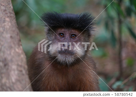 Tufted capuchin monkey 58780542