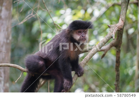 Tufted capuchin monkey 58780549
