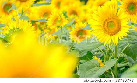 Sunflower (Akeno Sunflower Field) Sunflower (Akeno Sunflower Field) 58780778