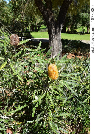 Wildflower Australia Wildflower Australia 58780865