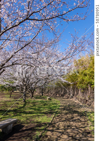 葛西臨海公園櫻花 葛西臨海公園櫻花 58780951