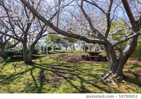 Kasai Rinkai Park Sakura Kasai Rinkai Park Sakura 58780952