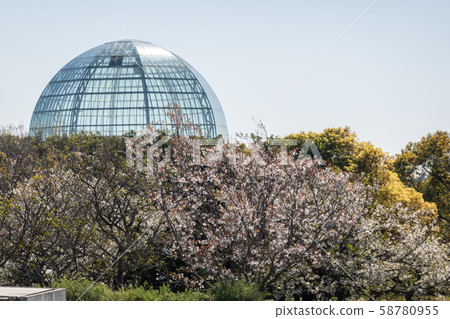 葛西臨海公園櫻花 葛西臨海公園櫻花 58780955