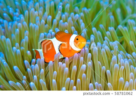 Clown anemonefish 58781062