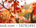 Autumn leaves of Mt. Takao (close-up) 58781491