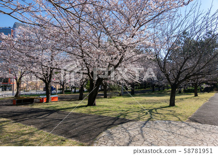 Row of cherry trees Row of cherry trees 58781951
