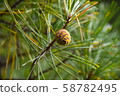 Pinecone 58782495