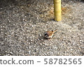 Sparrow 58782565