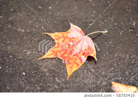Background group autumn orange leaves. Outdoor floating autumn maple leaf 58783410