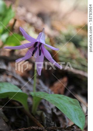 Izumigatake Katakuri 58783664