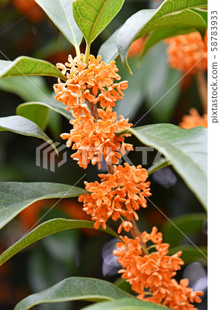 Kinmokusei(金子) Kinmokusei(金子) 58783933