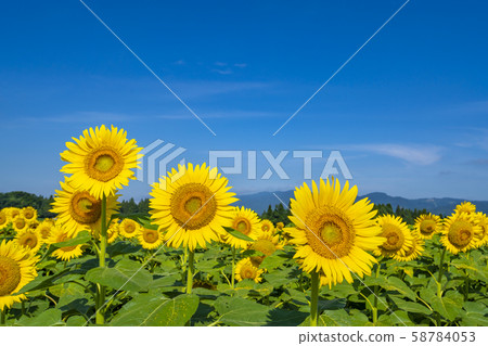新潟津南町向日葵 58784053