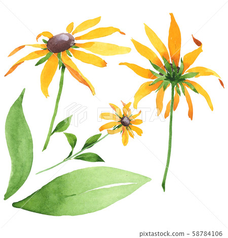 Rudbeckia hirta floral botanical flowers. Watercolor background set. Isolated rudbeckia illustration 58784106