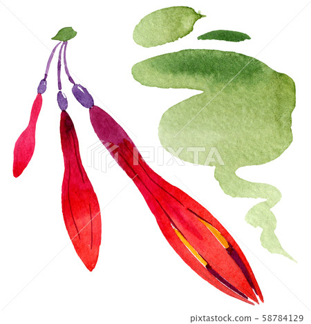 Red fuchsia floral botanical flowers. Watercolor background set. Isolated fuchsia illustration Red fuchsia floral botanical flowers. Watercolor background set. Isolated fuchsia illustration 58784129