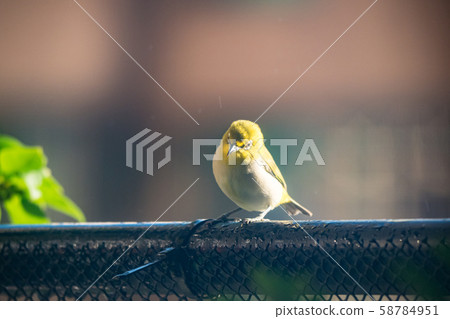 Japanese White-eye, Zosterops japonica in bath Japanese White-eye, Zosterops japonica in bath 58784951