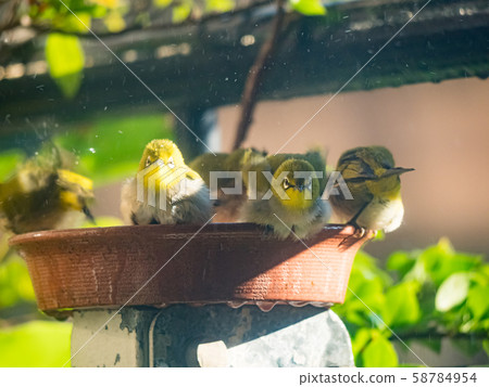 Japanese White-eye, Zosterops japonica in bath Japanese White-eye, Zosterops japonica in bath 58784954