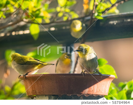 Japanese White-eye, Zosterops japonica in bath Japanese White-eye, Zosterops japonica in bath 58784964