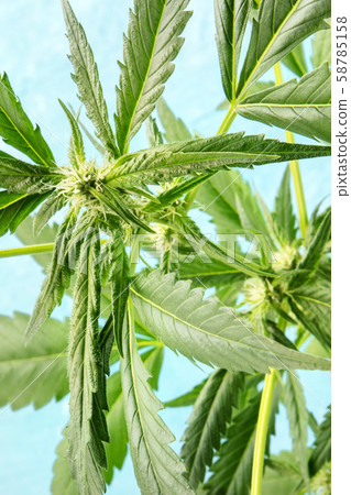 Cannabis buds starting to form, a close-up shot on a blue background Cannabis buds starting to form, a close-up shot on a blue background 58785158