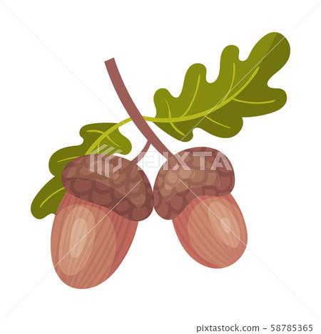 Branch with acorns. Vector illustration on a white background. Branch with acorns. Vector illustration on a white background. 58785365