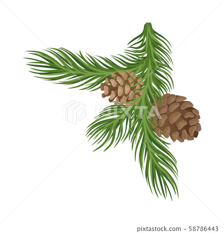 Spruce branch with two cones. Vector illustration. - Stock Illustration ...