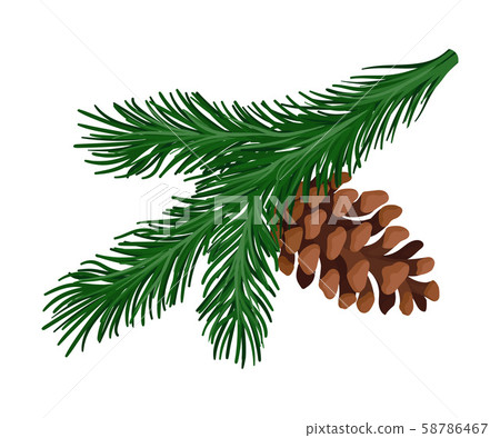 Bright green spruce branch with a pine cone.... - Stock Illustration ...