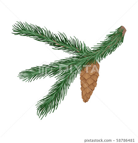 Spruce branch with one bump. Vector illustration. 58786481