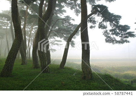 Misty pine field, autumn Misty pine field, autumn 58787441