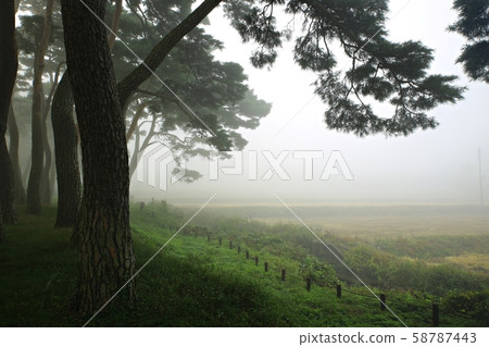 Misty pine field, autumn Misty pine field, autumn 58787443