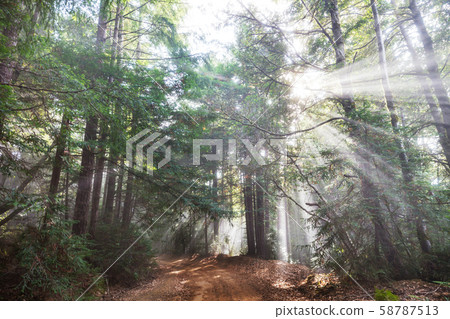 Sunny beams Sunny beams 58787513