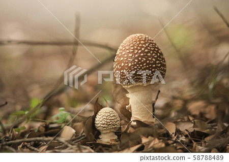 Tenutake Tenutake 58788489