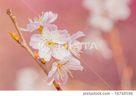櫻花 櫻花 58788598