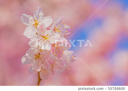 櫻花 櫻花 58788600