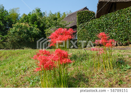 Hedge and cluster amaryllis Hedge and cluster amaryllis 58789151