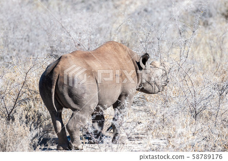 Black Rhinoceros Browsing under a tree. Black Rhinoceros Browsing under a tree. 58789176